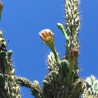 IMG_1510.JPG